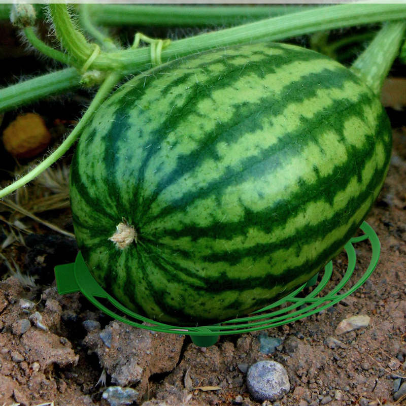 Watermelon Support Greenhouse  – Greenhouse Plastic Film Bewertung und Preis