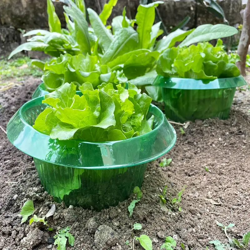 Plants Slug Protection Rings V – Vegetable Transplanter Bewertung und Preis