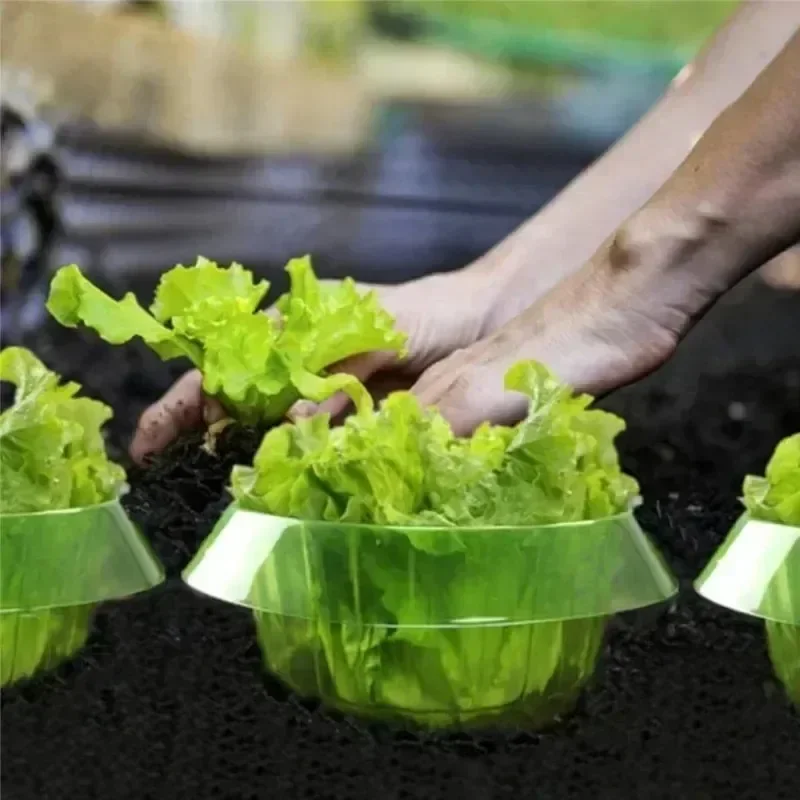 Plants Slug Protection Rings V – Vegetable Transplanter Bewertung und Preis